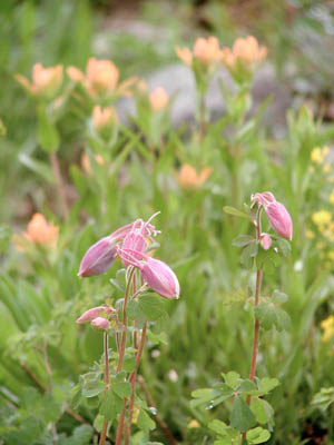 Columbine buds