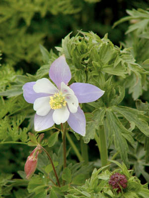 Columbine