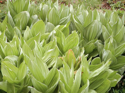 Corn lily leaves