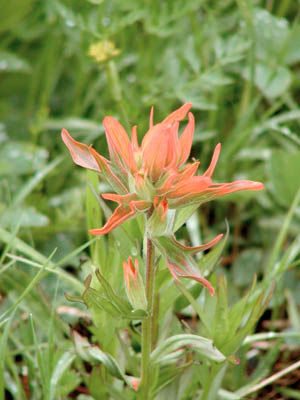 Indian Paintbrush
