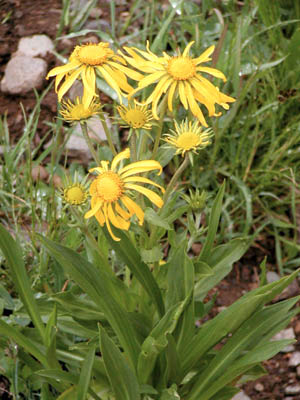 Orange Sneezeweed