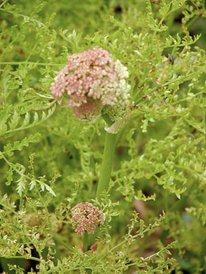 Queen Anne's Lace bud
