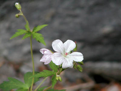 Wild Geranium