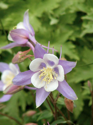 Columbines2