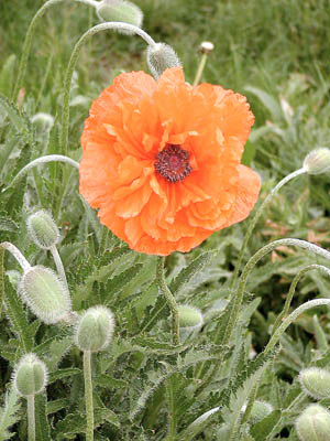 Oriental Poppy