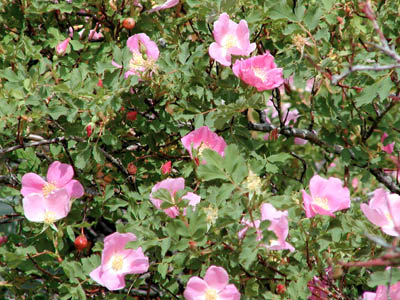 Wild Roses