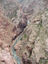 Royal Gorge49