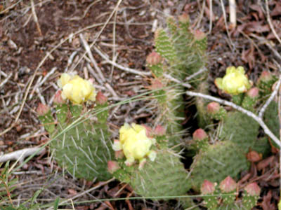 Prickly Pear Cactus