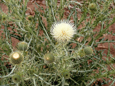 White thistle