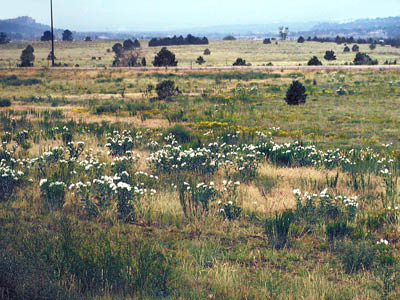 Prickly Poppies